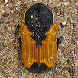 Phonotaenia belteata